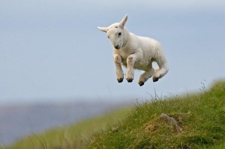 Free as a.....Lamb???