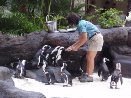 Penguins