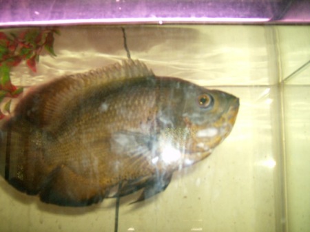 our fish "Oscar"