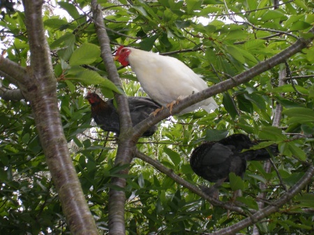 Tree Chickens