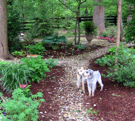 My 2 schnoodles, Milo and Murfee in our yard