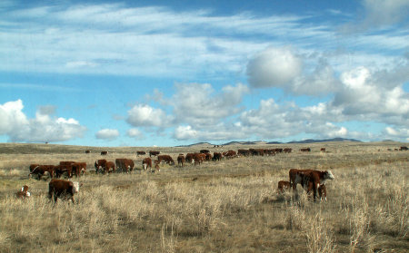 early spring on the ranch