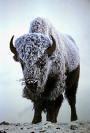 Colorado Bison