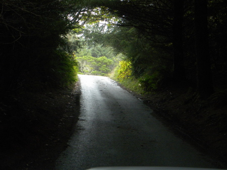 tunnel of trees that lead to beach .