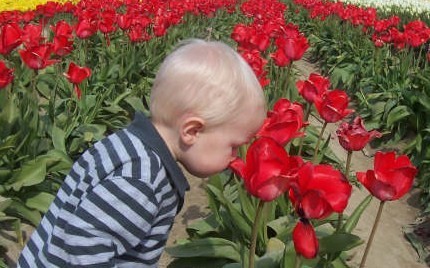 Grandson Kylan, tulip festival in Wa.