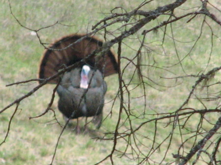 One of our many wild turkeys