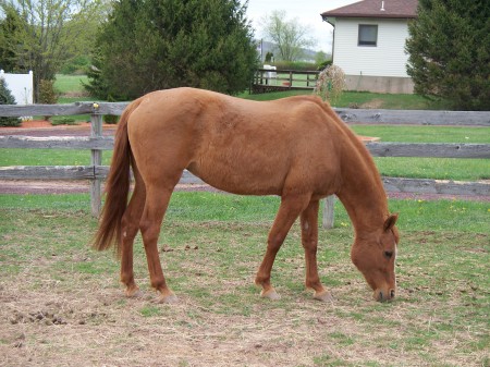 My horse Princes age 28.