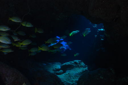 Blue Striped Snapper