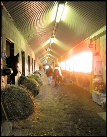 The horse barns at the race track