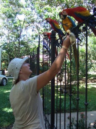 Macaws at a bus-stop