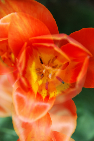 April Tulip, Image overlay, 2009