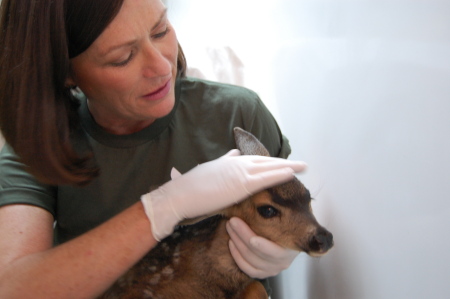 Helping an orphaned fawn 5.09