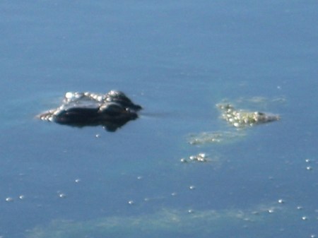 Alligator in Pond by Grandparents' House