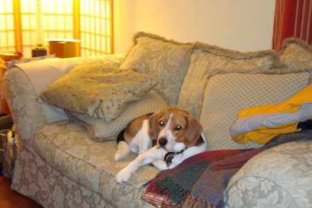 Fritz - our beagle mix