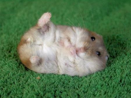 Why hamsters shouldn't smoke pot