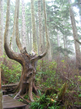 Cape Flattery 2008