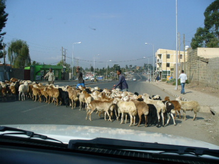 livestock delay
