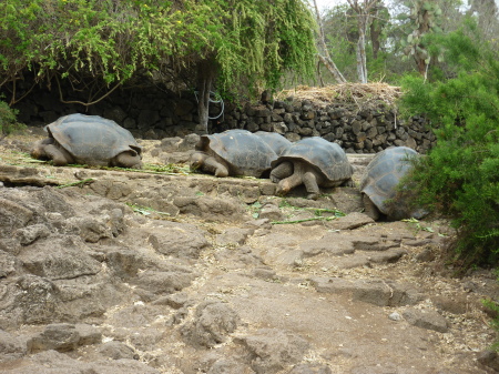 Giant domed and saddle back tortoises