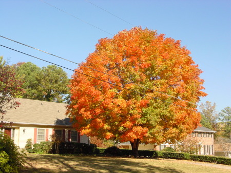 Fall of 2008 in Conyers, Ga