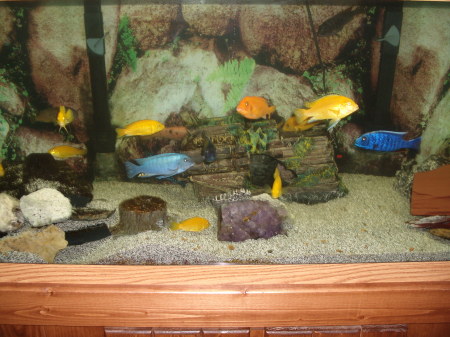 My Malawi Cichlids