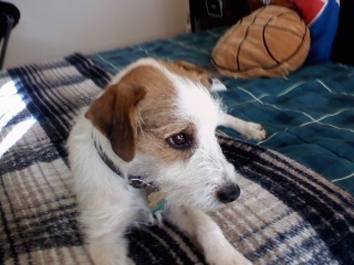 Jack Jack the Jack Russel (Fam Dog)