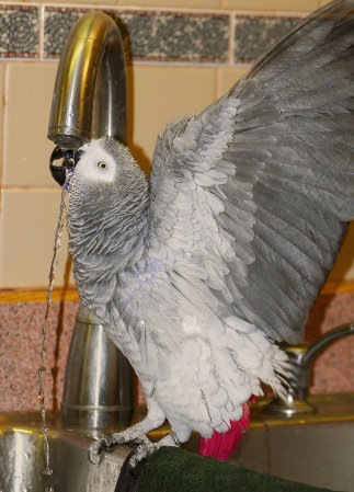 Our African Grey parrot "Echo"