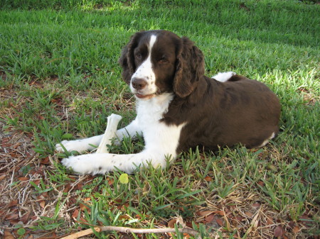 my springer, lani...