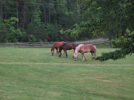 Summer in Virginia