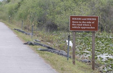 gatorland