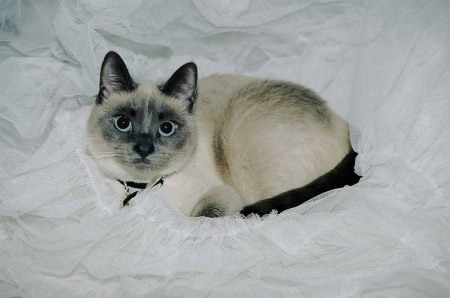 Jenny the Siamese