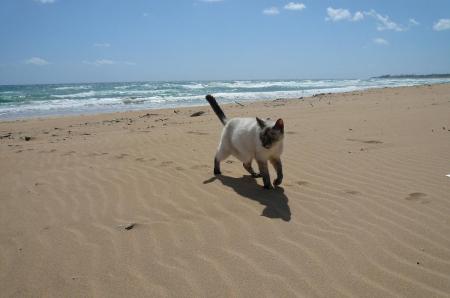 My cat at the beach