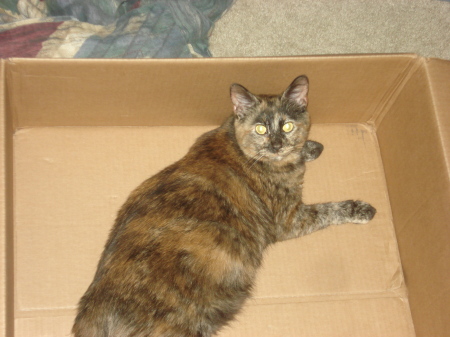 My Calli in a box