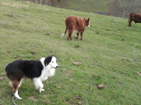 Chuck meets cows