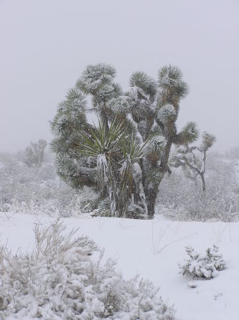 Desert Joshua tree in winter