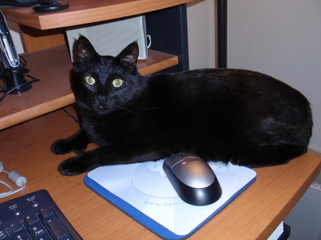 Midnight at rest on my computer table