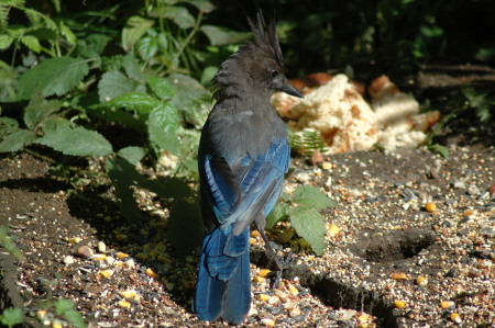 Stellar Jay