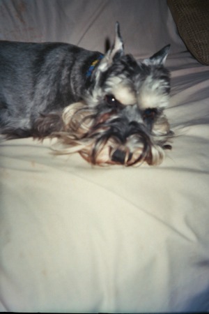 My miniature Schnauzer, Johann