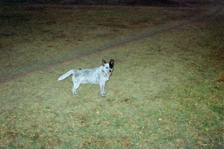 One of my dogs CiCi (blue heeler)