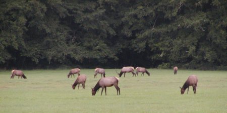 image9 elk