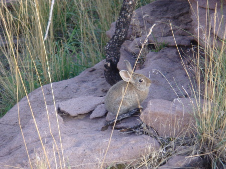 CottonTail Rabbit