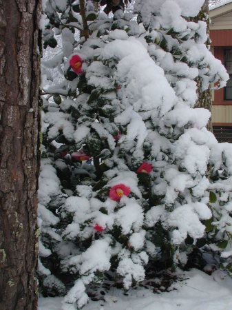 Frosted Camellia