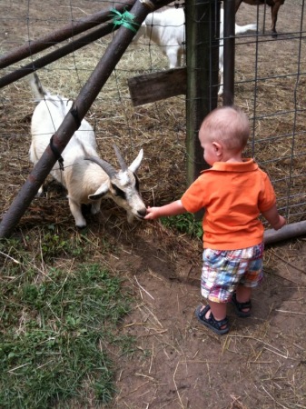 Evan 7.4.09 feeding the goats.