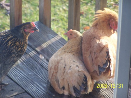 My Chickens.