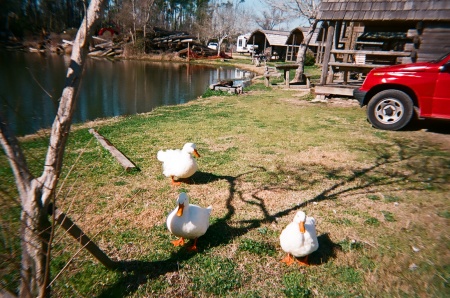 the ducks