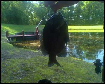 my 1st fish of the evening