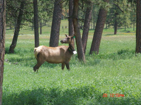 Elk study