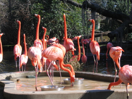 Sacramento Zoo