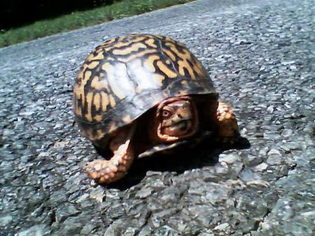 Gentle Soul Crossing the Road