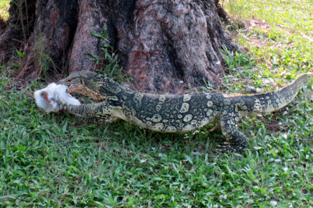 Monitor lizard eating a pigeon (Cambodia)