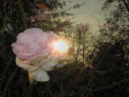 twilight rose